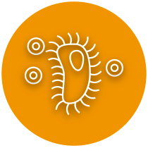 Heinz Eichleiter - Schwammsanierung