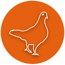 Heinz Eichleiter - Taubenabwehr